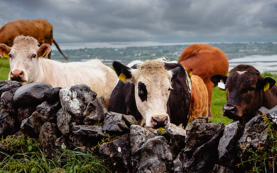 The Craziest Objects Found in Cow Hooves: Stories from the Farm