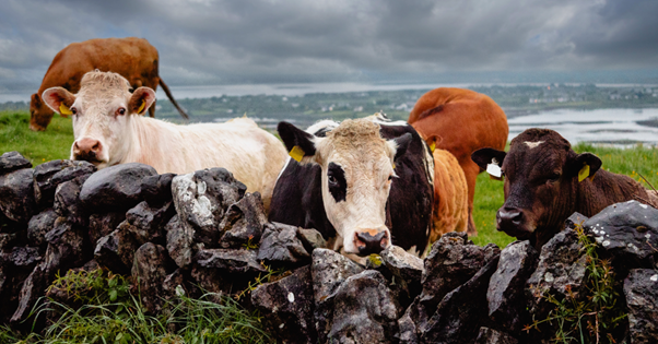 The Craziest Objects Found in Cow Hooves: Stories from the Farm