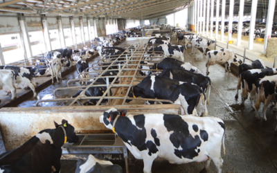 Addressing Common Issues in Cattle Shed Flooring