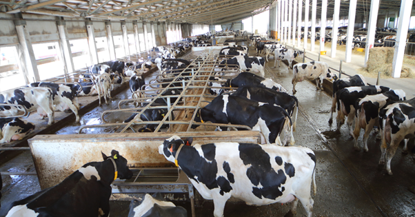 Addressing Common Issues in Cattle Shed Flooring