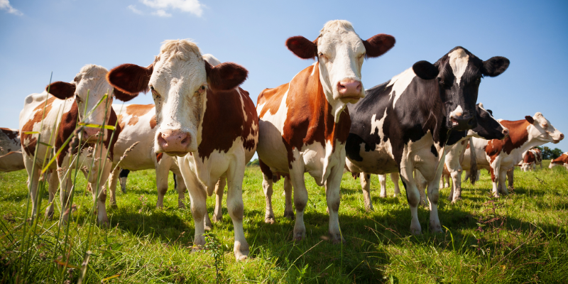 Reducing Lameness and Veterinary Costs in Beef Production