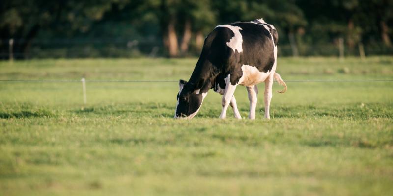 A cow grazing