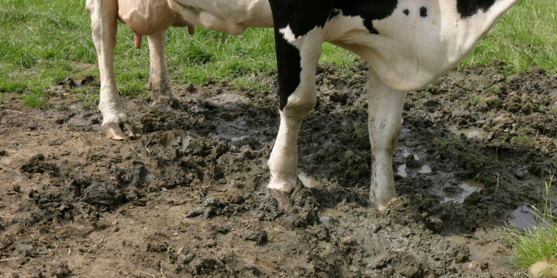 cows feet