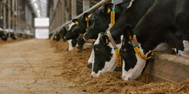 cows eating