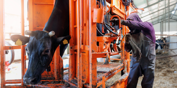 cows in machine